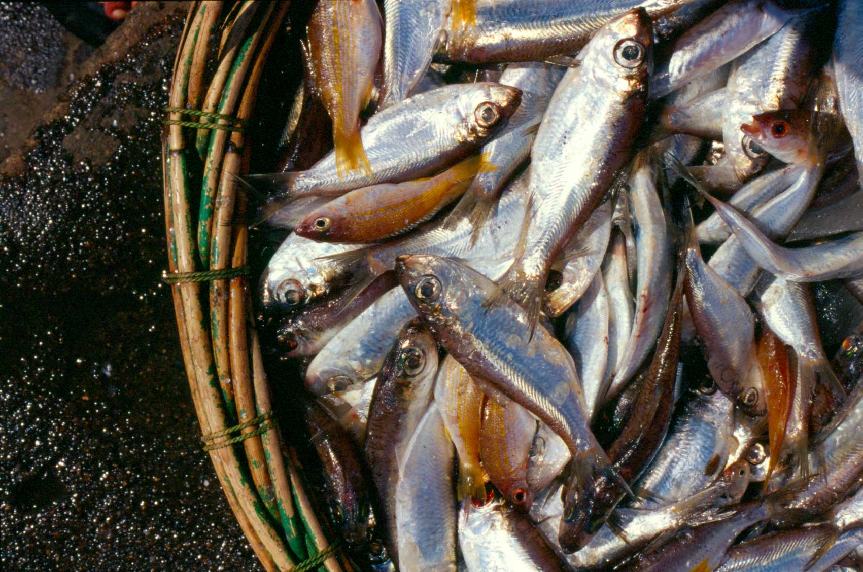 Fish time. South China Sea Fish. Sea Fish trade. Фото радиоактивной рыбы в Балаково. Радиационная рыба старое фото.