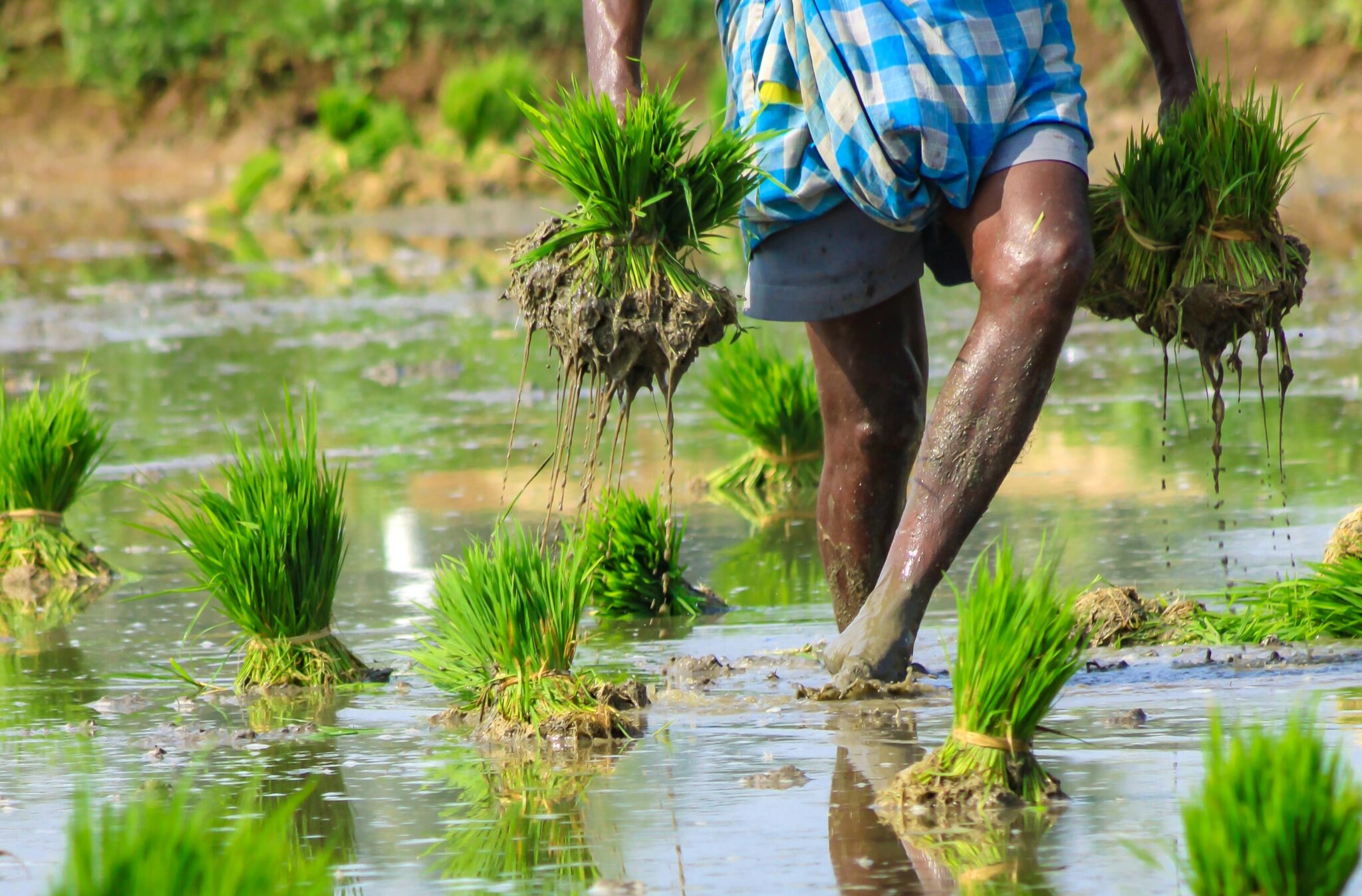 Supporting farmers in Bangladesh - Policy Forum